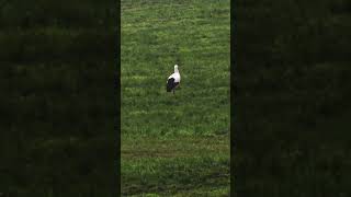 Storch beim Mittagessen [upl. by Macfarlane]