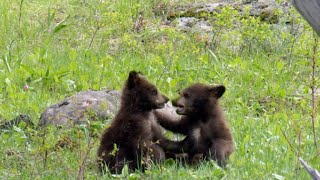 Nature Bear cubs [upl. by Tammany770]