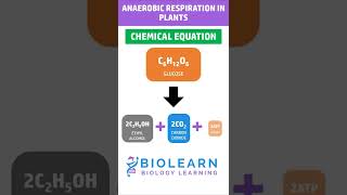 ANAEROBIC RESPIRATION IN PLANTS  Respiration in Plants  BioLearn [upl. by Oirom]