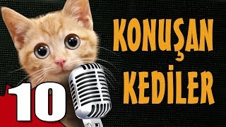 Konuşan Kediler 10  En Komik Kedi Videoları [upl. by Nairot]