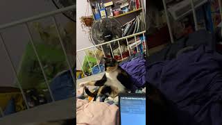 My adorable calico cat vs a back scratcher🤣🥰 [upl. by Heuser898]