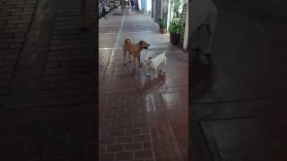 Mis Perros Celosos [upl. by Burgess]