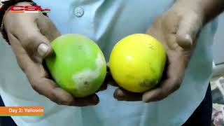 Natural and costeffective Mango ripening using Ethylene [upl. by Dennett]