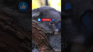 Koalas interesting 10 Facts for Kids Educational Video Australias Beloved Marsupials koalafacts [upl. by Dodwell993]