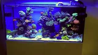 Schwings Reef Tank 500l 130gal  8 months  ATI sunpower 6x54W Vortech mp40W amp NYOS [upl. by Terraj]