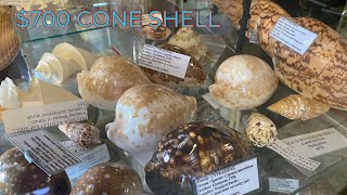 This Seashell Is Worth 700 Top 10 Rare Specimen Seashells In Toowoomba WORTH THOUSANDS [upl. by Auqinet]