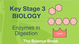 Key Stage 3 Science Biology  Enzymes in Digestion [upl. by Mickie248]