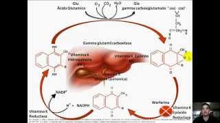 Vitamina K [upl. by Zea204]