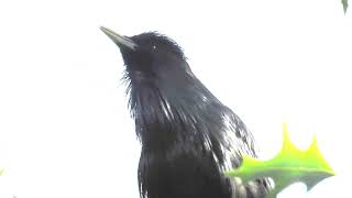 Sturnus unicolor  Estornino negro  Dark purple starling [upl. by Adnahsam]