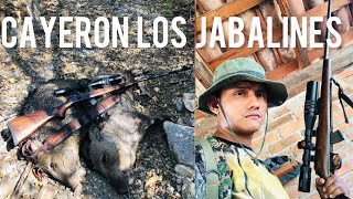 Calleron los jabalines pecari de collar🐗🐗 [upl. by Nosak]