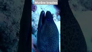 Muräne kraulen Ägyptentauchenfischevacationscubadivingnatururlaubyoutubeyoutubeshortsytshot [upl. by Atsirtal]