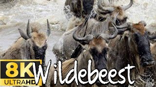 quotEpic Wildebeest Migration Stunning 8K Ultra HD Crossing of the Mara River in Maasai Mara Kenyaquot [upl. by Trah]