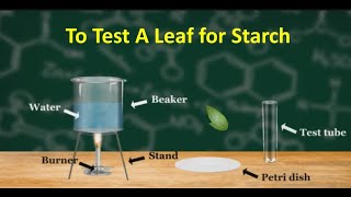 Experiment To test a leaf for starch [upl. by Nosimaj129]