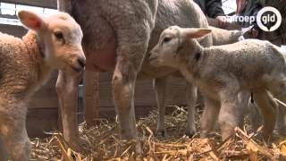 Beschuit met muisjes voor vijfling lammetjes bij zorgboerderij Tokhok in Arnhem [upl. by Nett974]