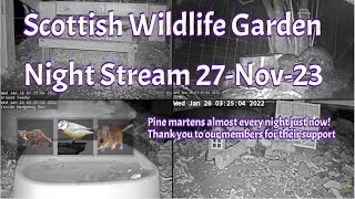 Night Stream November 27th 2023  Bird Feeders Wildlife Cameras Scotland UK from SWG [upl. by Yrrac]