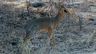 Damara Dikdik Namibia [upl. by Travers]