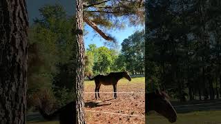 Horse friend on a cool October day [upl. by Gem]