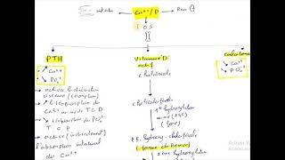 Exploration du métabolisme Phosphocalcique – Magnésium [upl. by Ydnak]