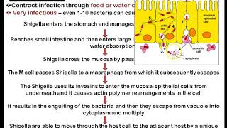 Shigella [upl. by Eilis58]