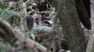 Alberts Lyrebird  Menura alberti [upl. by Pani]