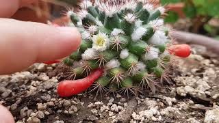 Mammillaria Heyderi Biznaga china CUIDADOS  Mammillaria Heyderi Chinese Biznaga  CARE [upl. by Nanny]