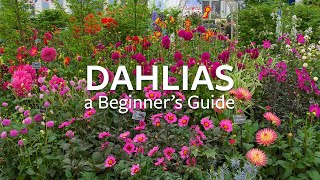 How to grow Dahlias  Grow at Home  Royal Horticultural Society [upl. by Chasse50]