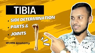 Tibia Anatomy in bangla  বাংলায় টিবিয়া [upl. by Bates]