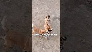 This Golden Retriever is actually playfighting with a tiger twice its sizeshorts shortvideo dog [upl. by Sarad198]