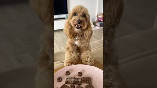 HO MANGIATO LA CIOCCOLATA 🍫😱 maltipoo dogtreats maltipoodog [upl. by Papke932]