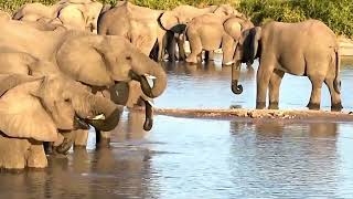 Young and old a big elephant herd walks peacefully to the water in the evening sun [upl. by Atimed]