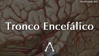 Neuroanato647  Tronco Encefálico [upl. by Notslar]