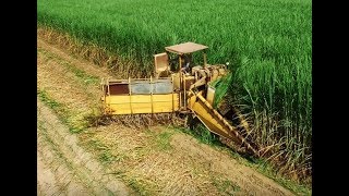 Cameco Equipment Cutting and Loading Seed Sugarcane 4K Drone Video [upl. by Anita]