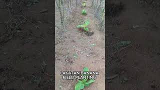 Lakatan Banana Field Planting farming bananancultivation lakatan banana gardening [upl. by Atiuqal]