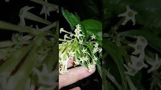 Цеструм белый Cestrum Nocturnum  Weißer Cestrum plants растения цеструм cestrum nocturnum [upl. by Aivuy]