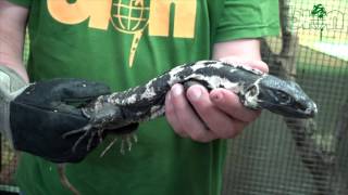 SEE AND BUY  Black spinytailed iguana Ctenosaura pectinata piebald [upl. by Aphrodite397]