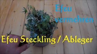 Efeu hedera helix vermehren  Ableger von Zimmerefeu machen  Efeu Steckling [upl. by Auhso]