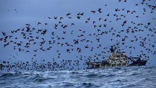 Birds of the Aleutian Islands [upl. by Deevan847]