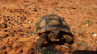 Desert Tortoise Running [upl. by Arat]