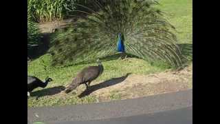 Peacock Mating 6 [upl. by Riti656]