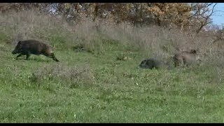 CACCIA al CINGHIALE con i SEGUGI FRANCESI  New Segugio Europa  WILD BOAR HUNTING [upl. by Zolner730]