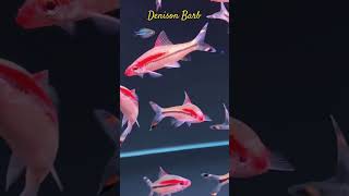 MMA Shorts  Denison Barb  Asian Barb barbs barbfish denison aquariumfish fish [upl. by Ecerahs]