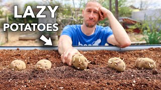 the lazy way to grow tons of potatoes [upl. by Dahij]