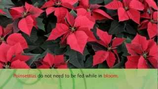 How to Care For Poinsettias  Armstrong Garden Center [upl. by Naujat]