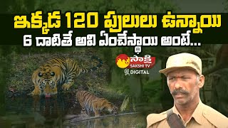 Srisailam Tiger Tracker Shocking Words About Tiger  Srisailam Forest  Sakshi TV Digital [upl. by Ostler]