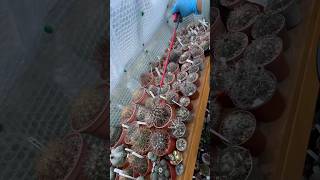 Watering my gymnocalycium cactus  sept 2024 [upl. by Ailgna]