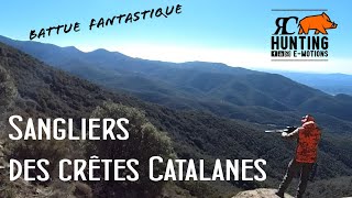 Sangliers des crêtes Catalanes  Fantastique chasse aux sangliers en battue  traque et poste [upl. by Kitchen]