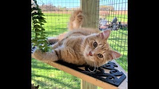 Building a Catio and Catio design ideas [upl. by Enamrahs1]