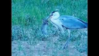 Heron Swallows Live Baby Rabbit Whole [upl. by Jerrine]