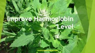 Top 10 Health Benefits of Chenopodium [upl. by Ahtanaram]