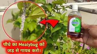 मात्र ये Dettol के मदत से मीलीबग से छुटकारा  Mealybug Treatment At Home  Mealybug हटाने का तरीका [upl. by Adnalue]